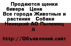 Продаются щенки бивера › Цена ­ 25 000 - Все города Животные и растения » Собаки   . Ненецкий АО,Пылемец д.